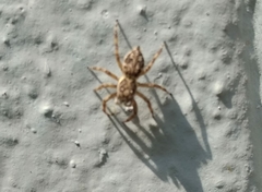 Menemerus