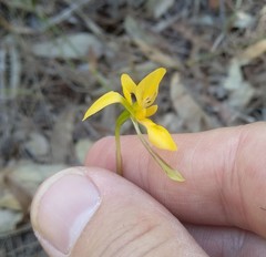 Diuris aurea