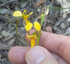 Diuris aurea