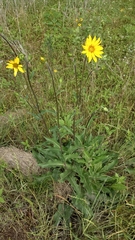 Silphium gracile