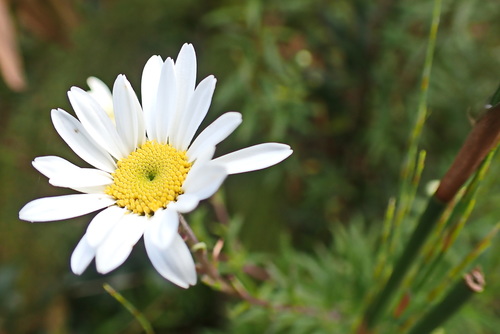 Image of Osmitopsis osmitoides by no rights reserved