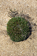 Limonium companyonis