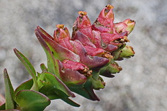 Penaea cneorum gigantea