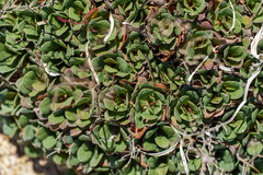 Limonium companyonis