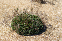 Limonium companyonis