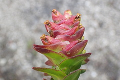 Penaea cneorum gigantea