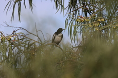 Certhionyx variegatus