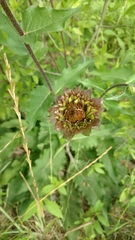 Silphium gracile