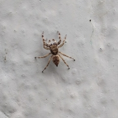 Menemerus semilimbatus