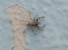 Menemerus semilimbatus