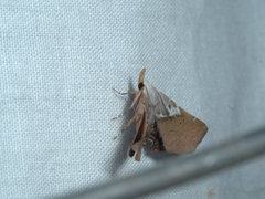 Esthlodora versicolor