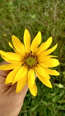 Silphium gracile