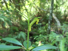 Macroglossum passalus
