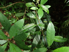 Achyranthes longifolia