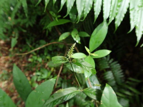 Achyranthes longifolia iNat (2)