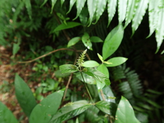 Achyranthes longifolia