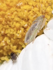 Germalus australis