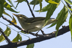 Phylloscopus occipitalis