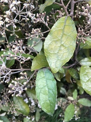 Olearia rani