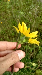 Silphium gracile
