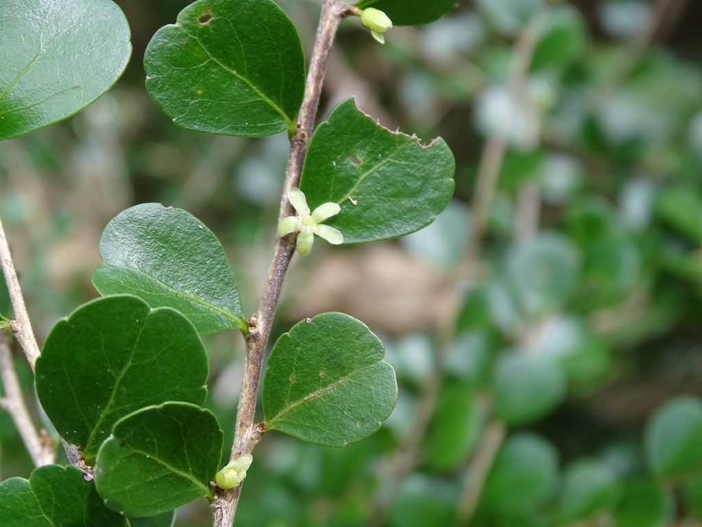 Casearia emarginata