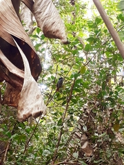 Terpsiphone bourbonnensis desolata