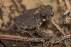 Bufo spinosus