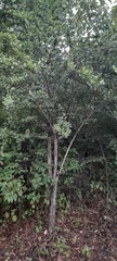Rutaceae