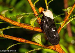 Oxypeltarion masoni