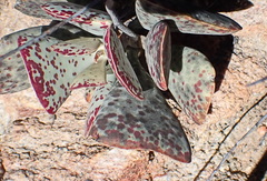 Adromischus triflorus