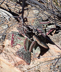 Adromischus triflorus