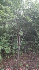 Rutaceae