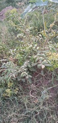 Senna occidentalis