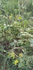 Senna occidentalis