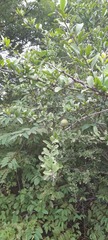 Rutaceae