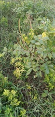 Senna occidentalis