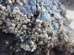 Chthamalus stellatus