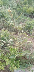 Senna occidentalis
