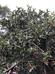 Camellia brevistyla