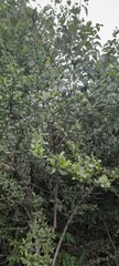 Rutaceae