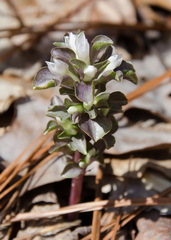 Obolaria virginica