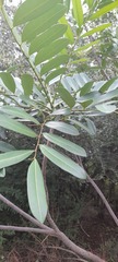Simarouba