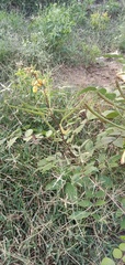 Senna occidentalis