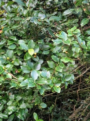 Ilex sugerokii
