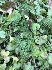 Achillea millefolium
