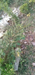 Senna occidentalis