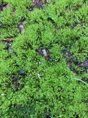 Plagiomnium undulatum