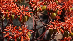 Aloe striata