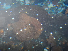 Munidopsis polymorpha