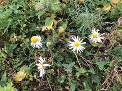 Tripleurospermum inodorum